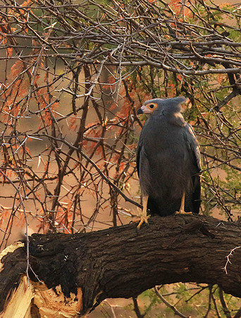 African harrier hawk - Parfuri