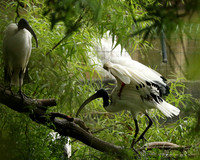 Sacred ibis - Parc animalier de Ste Croix