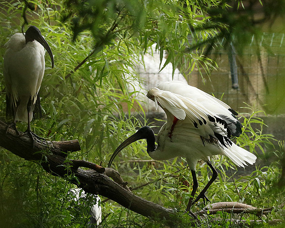 Sacred ibis - Parc animalier de Ste Croix