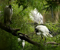 Sacred ibis - Parc animalier de Ste Croix
