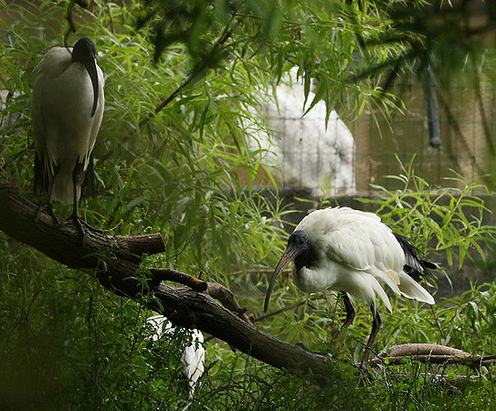 Sacred ibis - Parc animalier de Ste Croix
