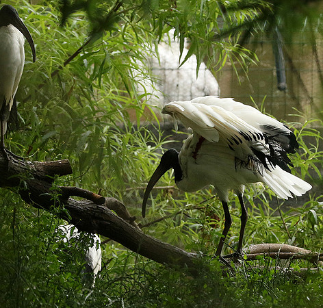 Sacred ibis - Parc animalier de Ste Croix