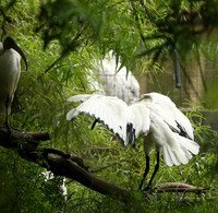 Sacred ibis - Parc animalier de Ste Croix