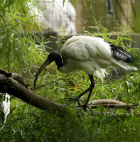 Sacred ibis - Parc animalier de Ste Croix