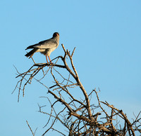 Dark chanting goshawk - Madikwe