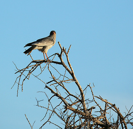 Dark chanting goshawk - Madikwe