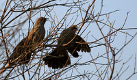 At Singita Lebombo