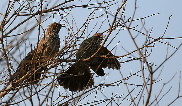 At Singita Lebombo