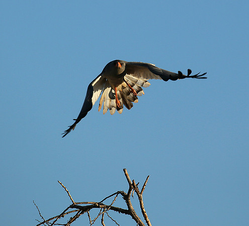 Dark chanting goshawk - Madikwe