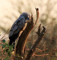 African harrier hawk - Parfuri