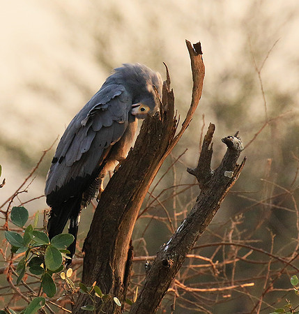 African harrier hawk - Parfuri