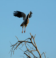 Dark chanting goshawk - Madikwe