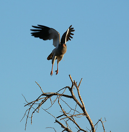 Dark chanting goshawk - Madikwe