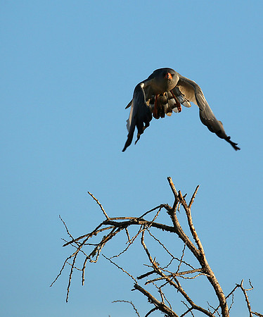 Dark chanting goshawk - Madikwe