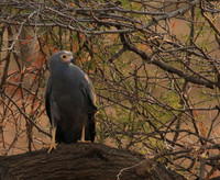 African harrier hawk - Parfuri