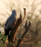 African harrier hawk - Parfuri