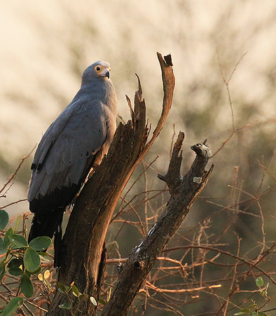 African harrier hawk - Parfuri