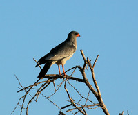 Dark chanting goshawk - Madikwe