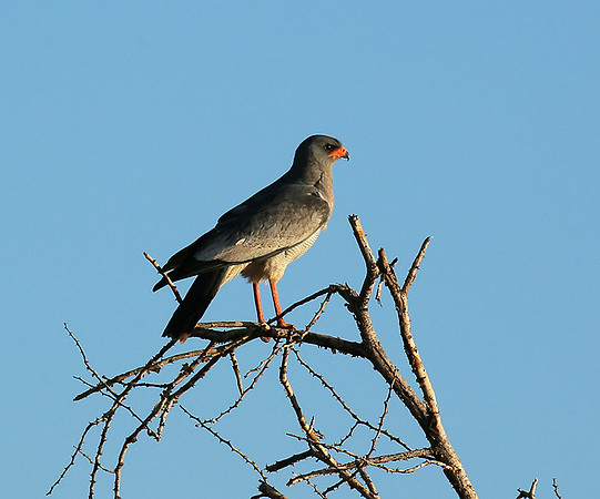 Dark chanting goshawk - Madikwe