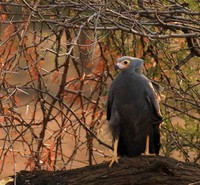African harrier hawk - Parfuri
