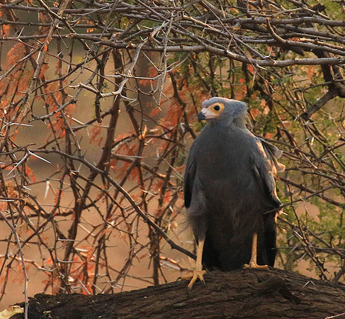 African harrier hawk - Parfuri