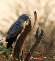 African harrier hawk - Parfuri