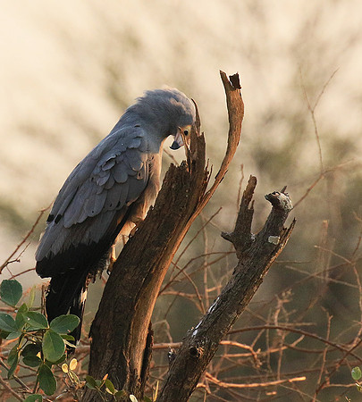 African harrier hawk - Parfuri