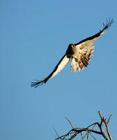 Dark chanting goshawk - Madikwe