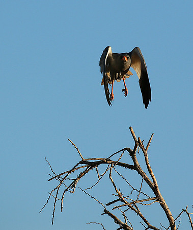Dark chanting goshawk - Madikwe