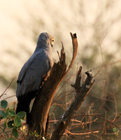 African harrier hawk - Parfuri