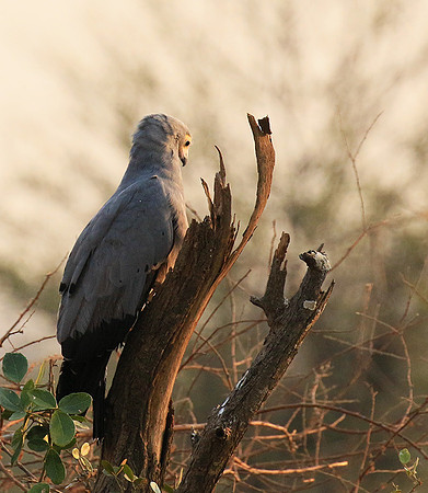 African harrier hawk - Parfuri