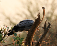 African harrier hawk - Parfuri