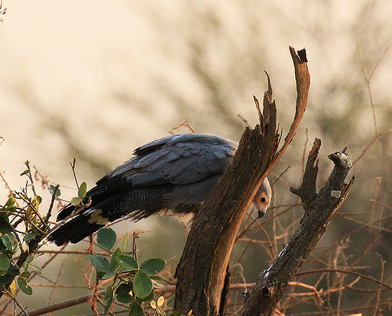 African harrier hawk - Parfuri