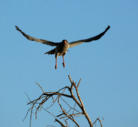 Dark chanting goshawk - Madikwe