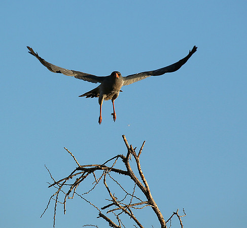Dark chanting goshawk - Madikwe