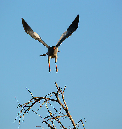 Dark chanting goshawk - Madikwe