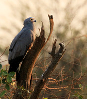 African harrier hawk - Parfuri