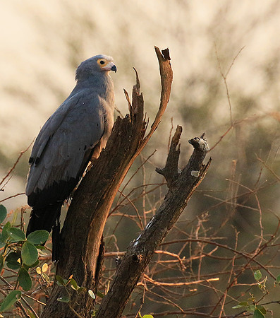 African harrier hawk - Parfuri