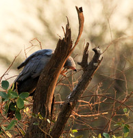 African harrier hawk - Parfuri
