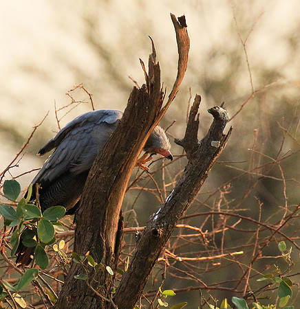 African harrier hawk - Parfuri