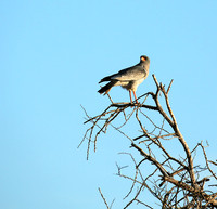 Dark chanting goshawk - Madikwe