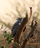 African harrier hawk - Parfuri