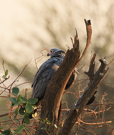 African harrier hawk - Parfuri