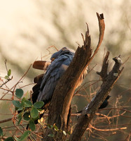 African harrier hawk - Parfuri