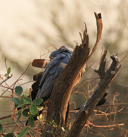 African harrier hawk - Parfuri