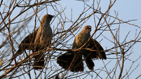 At Singita Lebombo