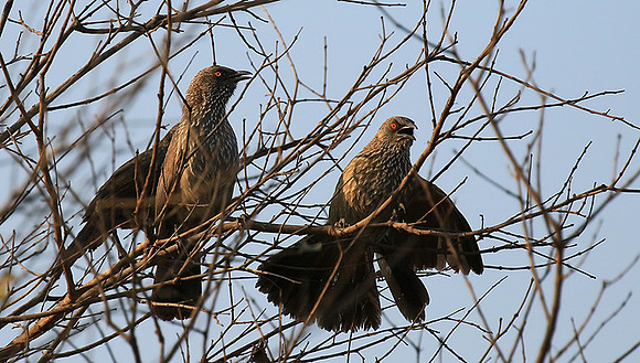 At Singita Lebombo