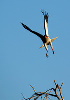 Dark chanting goshawk - Madikwe
