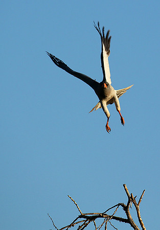 Dark chanting goshawk - Madikwe