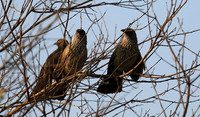 At Singita Lebombo